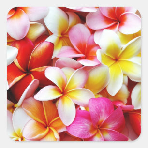 Sticker Carré Plumeria Frangipani Hawaii Fleur Customisée