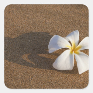 Sticker Carré Plumeria sur plage de sable, Maui, Hawaii, États-U