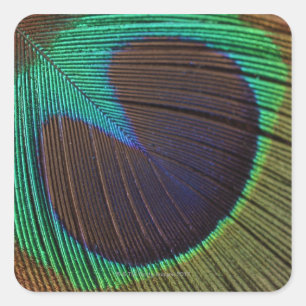 Sticker Carré Plumes de paon