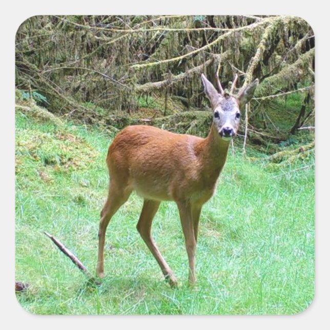 Sticker Carré Poing Roe Deer Stag (Devant)