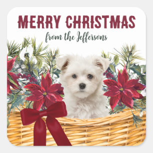 Sticker Carré Poinsettia Maltese Puppy Christmas Pasket