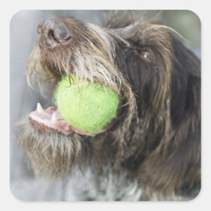 Sticker Carré Pointer chien mordant balle de tennis, gros plan