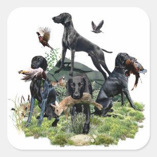 Sticker Carré Pointeurs noirs allemands