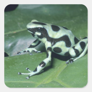 Sticker Carré Poison Dart Frog, (Dendrobates auratus) Cahuita