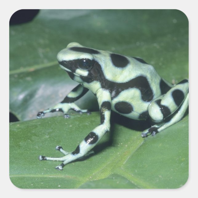 Sticker Carré Poison Dart Frog, (Dendrobates auratus) Cahuita (Devant)