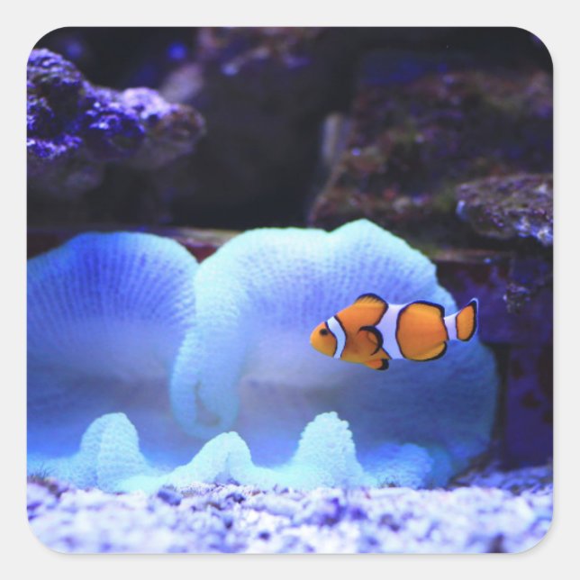 Sticker Carré Poisson (Devant)