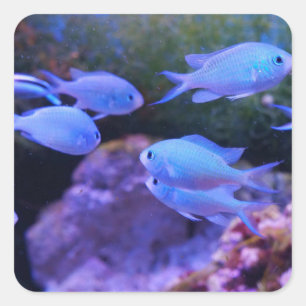 Sticker Carré Poisson bleu tropical