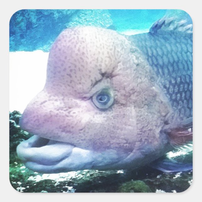 Sticker Carré Poisson Cichlid Flowerhorn (Devant)