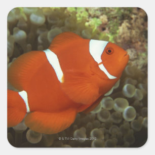 Sticker Carré Poisson clown de Maron avec anémone de mer