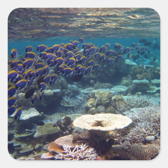 Sticker Carré Poisson de chirurgien bleu en poudre (Devant)