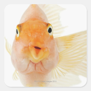 Sticker Carré Poisson d'eau douce tropical