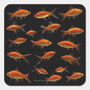 Sticker Carré Poisson rouge 2