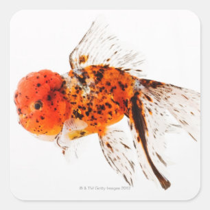 Sticker Carré Poisson rouge à tête blanche (Carassius auratus)