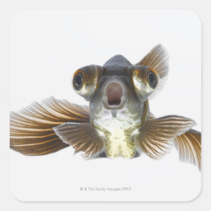 Sticker Carré Poisson rouge noir (Carassius auratus)