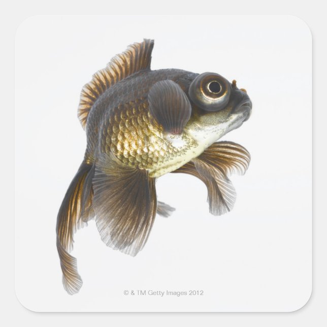 Sticker Carré Poisson rouge noir (Carassius auratus) 2 (Devant)