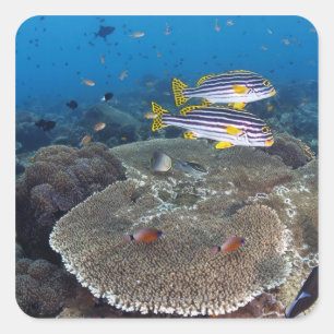 Sticker Carré Poissons de Sweetlip