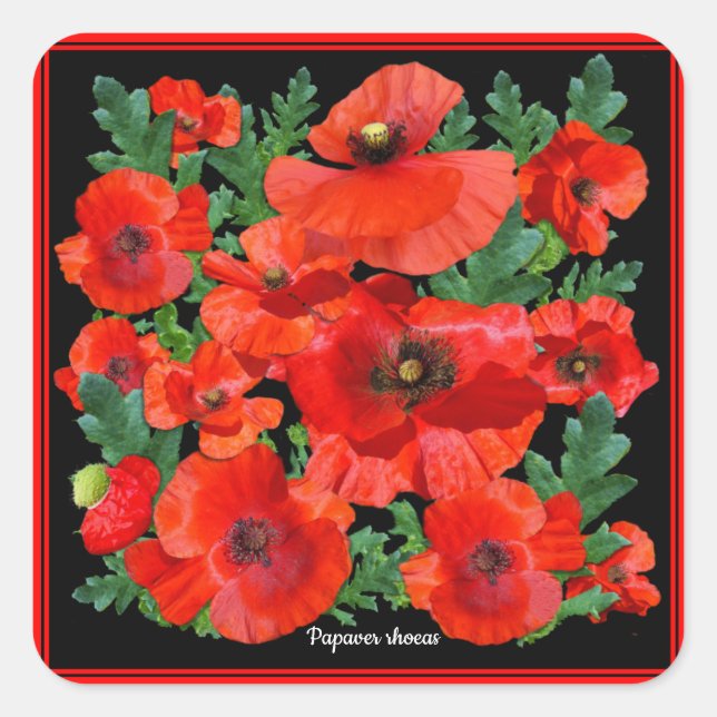 Sticker Carré Poppies rouges sauvages (Devant)