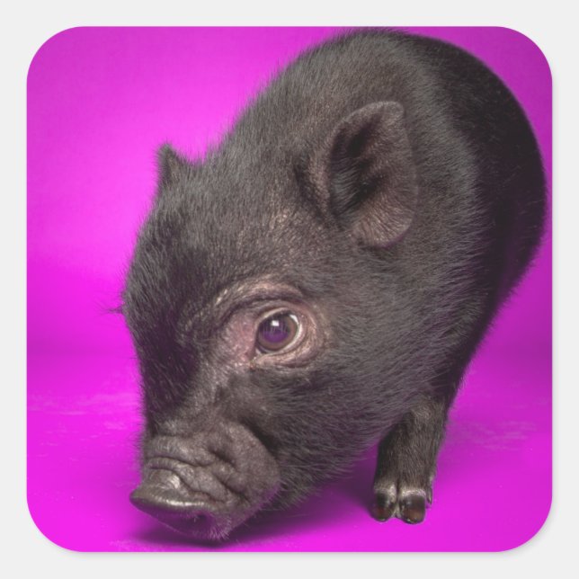 Sticker Carré Porc noir de bébé (Devant)