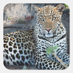 Sticker Carré Porsitting de Close up leopard