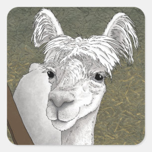 Sticker Carré Portrait Alpaca 2