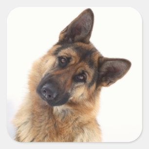 Sticker Carré Portrait amusant et adorable de berger allemand
