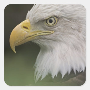 Sticker Carré Portrait d'aigle royal adulte, Haliaeetus