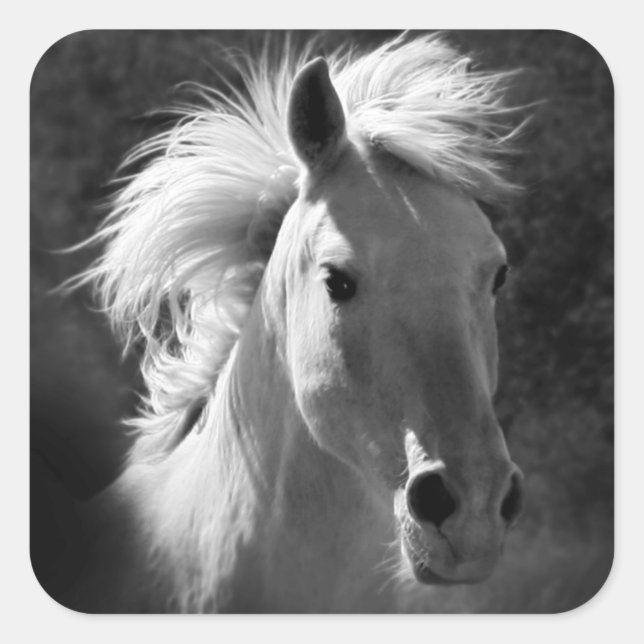 Sticker Carré Portrait de cheval V (Devant)
