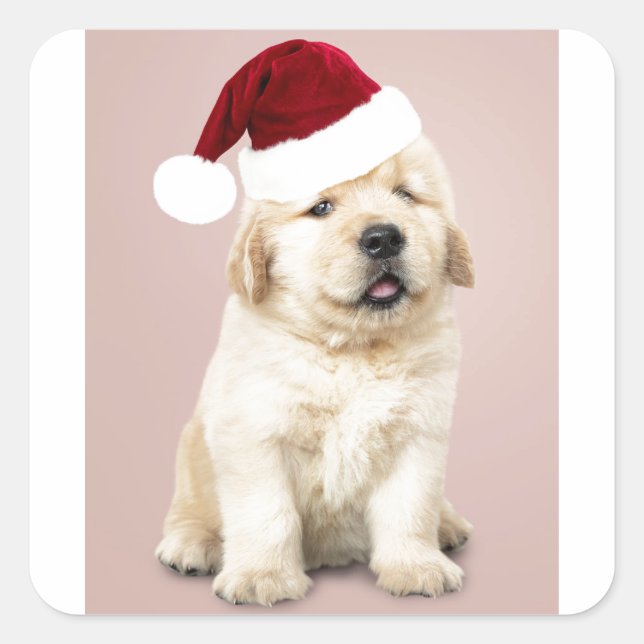 Sticker Carré Portrait de Cute Golden (Devant)