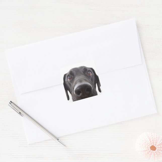 Sticker Carré Portrait de fermeture Black Labrador (Enveloppe)