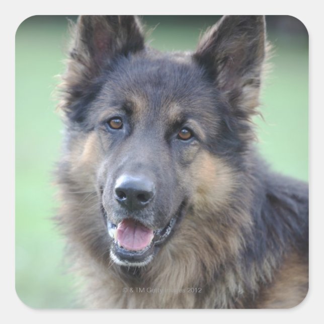 Sticker Carré Portrait de German Sheppard (Devant)
