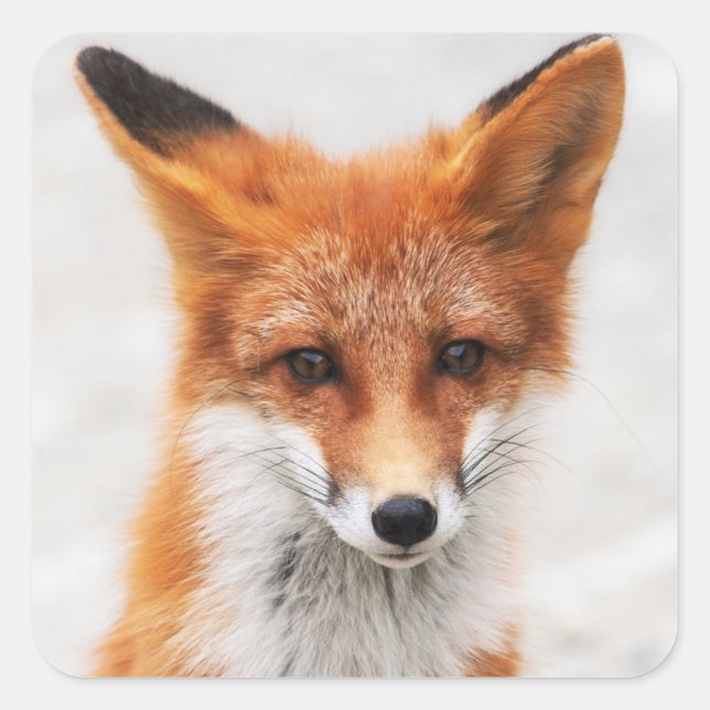 Sticker Carré Portrait de mignon renard rouge sauvage avec de be (Devant)
