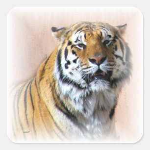 Sticker Carré Portrait de tigre
