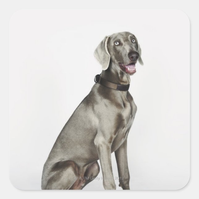 Sticker Carré Portrait du chien Weimaraner (Devant)