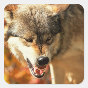 Sticker Carré Portrait du loup qui grognait