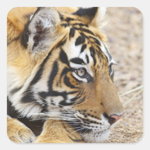Sticker Carré Portrait du Tigre royal du Bengale, Ranthambhor