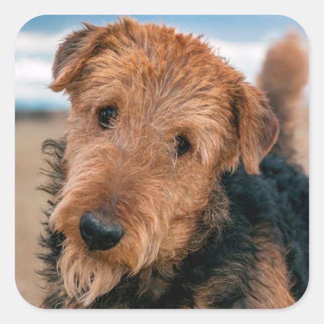 Sticker Carré Portrait d'un Airedale Terrier (Devant)