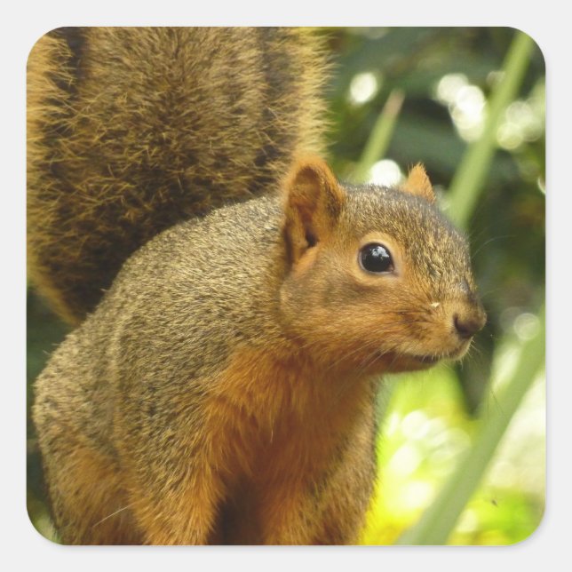 Sticker Carré Portrait d'un écureuil Nature Animal Photographie (Devant)