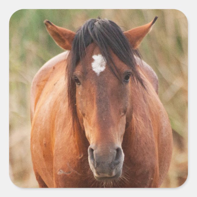 Sticker Carré Portrait d'un Mustang sauvage (Devant)
