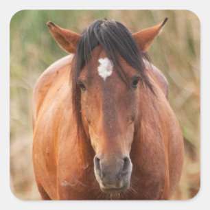 Sticker Carré Portrait d'un Mustang sauvage