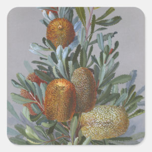 Sticker Carré Poster d'aquarelle du Fleur sauvage australien Ban