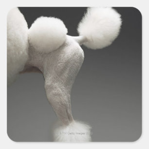 Sticker Carré Poules de Poodle, sur arrière - plan gris