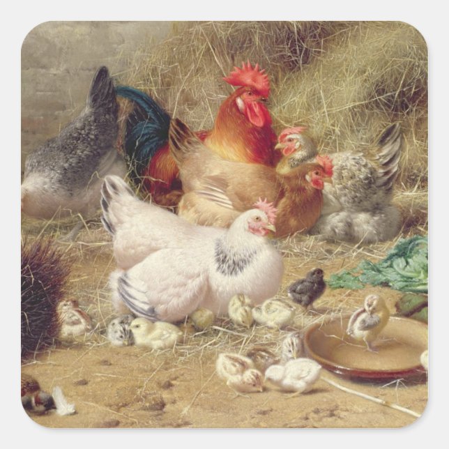 Sticker Carré Poules nichant avec leurs poulets (Devant)