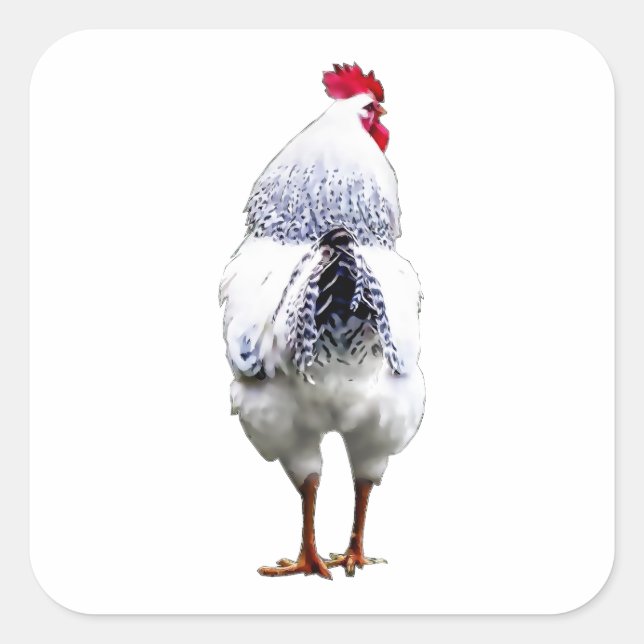 Sticker Carré Poulet Poulet Tourne La Queue et tourne (Devant)