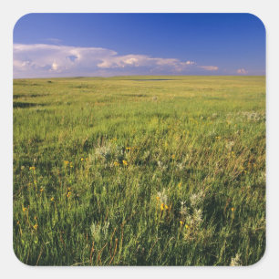 Sticker Carré Prairie à graminées courtes dans le nord-est éloig