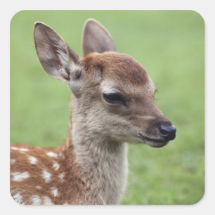 Sticker Carré Préfecture de Nara, Honshu, Japon