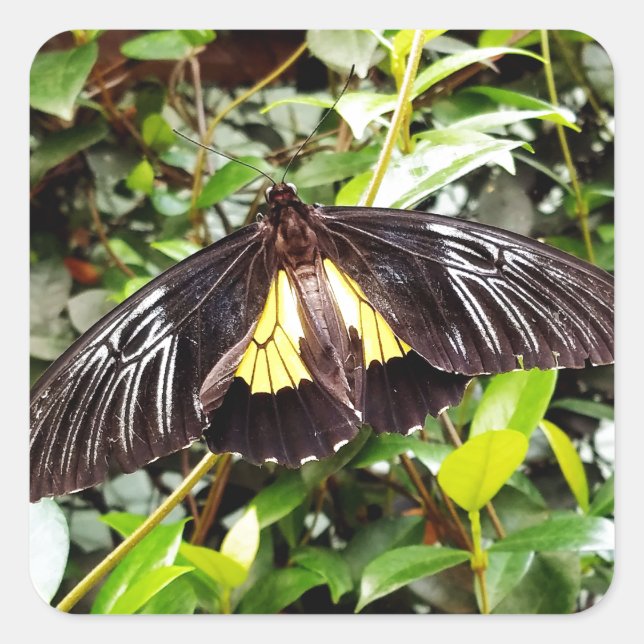 Sticker Carré pretty black yellow butterfly photographe (Devant)