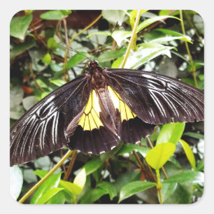 Sticker Carré pretty black yellow butterfly photographe