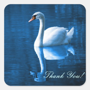 Sticker Carré Pretty white swan floating on blue lake