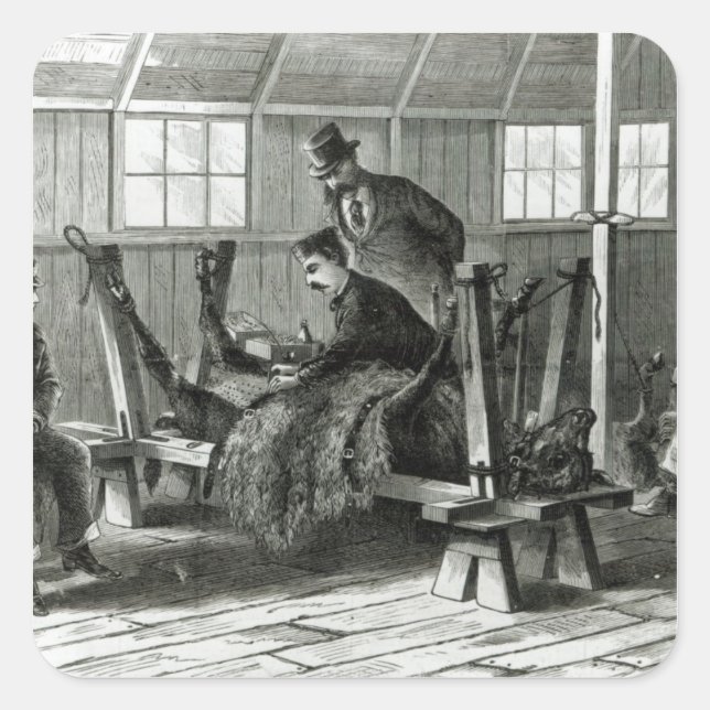 Sticker Carré Prise du virus du veau (Devant)