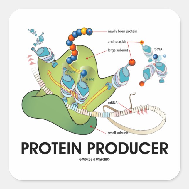 Sticker Carré Producteur de protéines (Synthèse de la protéine t (Devant)